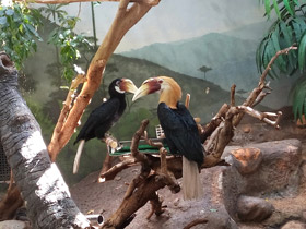 Смотреть фото Папуанский калао Фото Папуанский калао