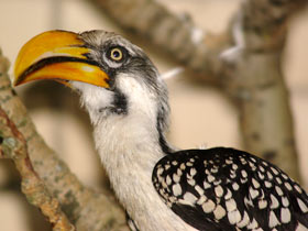 Птицы-носороги: добровольно замурованные