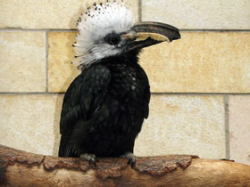 Смотреть фото Птицы-носороги: добровольно замурованные Фото Птицы-носороги: добровольно замурованные