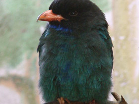 Смотреть фото Восточный широкорот Фото Восточный широкорот