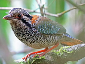 Фото Чешуйчатая земляная ракша