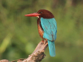 Красноклювая альциона