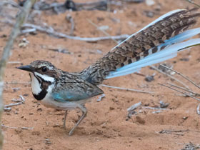 Фото Длиннохвостая земляная ракша