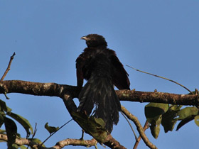 Фото Малая шпорцевая кукушка