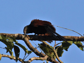 Фото Малая шпорцевая кукушка
