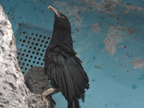 Смотреть фото Большая шпорцевая кукушка Фото Большая шпорцевая кукушка