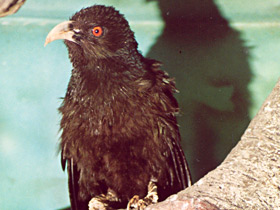 Большая шпорцевая кукушка