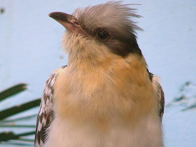 Фото Хохлатая кукушка