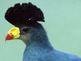 Смотреть фото Большой голубой турако Фото Большой голубой турако