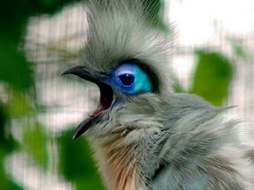 Хохлатая мадагаскарская кукушка