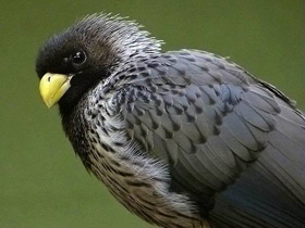 Фото Чернохвостый бананоед-подорожник