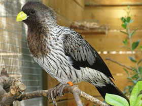 Фото Чернохвостый бананоед-подорожник