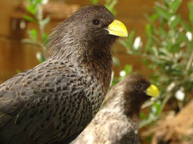 Фото Чернохвостый бананоед-подорожник