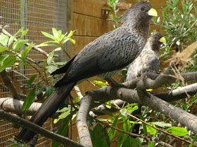 Фото Чернохвостый бананоед-подорожник