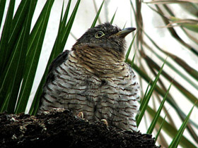 Фото Обыкновенная кукушка