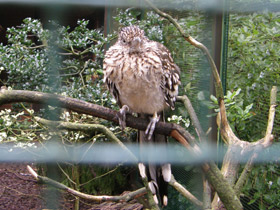 Фото Кукушка-подорожник