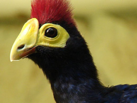 Турако леди Росс