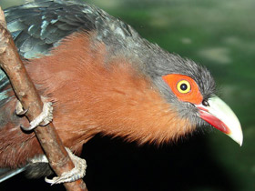 Фото Каштановогрудая кустарниковая кукушка