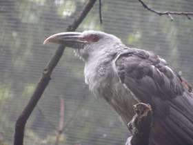 Фото Исполинская кукушка
