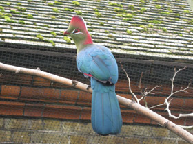 Смотреть фото Турако Фишера Фото Турако Фишера