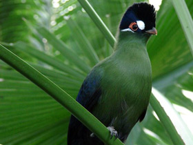 Смотреть фото Синехохлый турако Фото Синехохлый турако