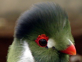 Шлемоносный турако