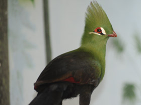 Гвинейский турако