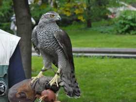 Фото Ястреб-тетеревятник
