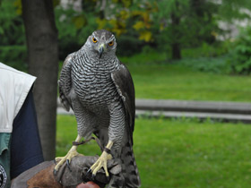 Смотреть фото Ястреб-тетеревятник Фото Ястреб-тетеревятник