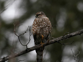Смотреть фото Ястреб-перепелятник Фото Ястреб-перепелятник