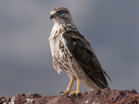 Фото Сокотрский канюк