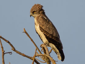 Фото Бодузнов змееяд