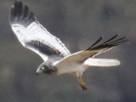 Фото Мадагаскарский болотный лунь