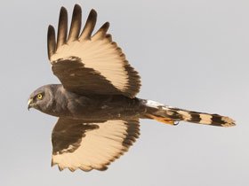 Фото Чёрный лунь