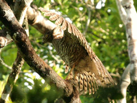 Смотреть фото Мадагаскарский змееяд Фото Мадагаскарский змееяд