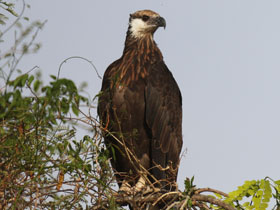 Фото Мадагаскарский орлан-крикун