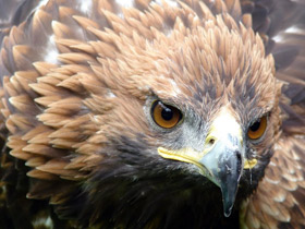 Смотреть фото Беркут Фото Беркут