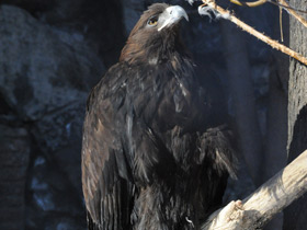 Смотреть фото Беркут Фото Беркут