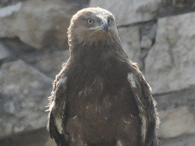 Смотреть фото Могильник Фото Могильник