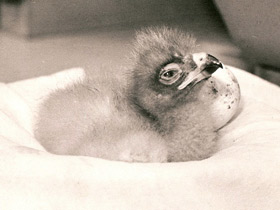 Смотреть фото Малый подорлик Фото Малый подорлик