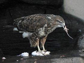 Фото Обыкновенный канюк