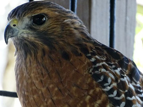 Смотреть фото Красноплечий канюк Фото Красноплечий канюк