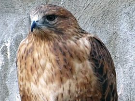 Фото Курганник