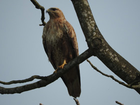Фото Курганник