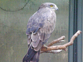 Смотреть фото Змееяд Фото Змееяд