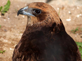Смотреть фото Болотный лунь Фото Болотный лунь