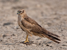 Фото Степной лунь