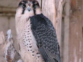 Фото Ланнер