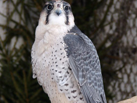 Фото Ланнер