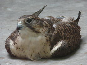 Фото Балобан